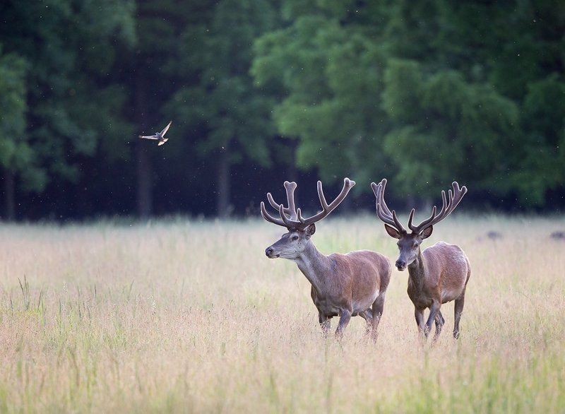 Cervus elaphus фото превью