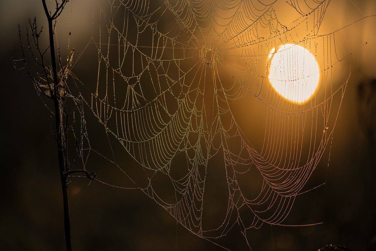 паутина, солнце, рассвет, Галанзовская Оксана