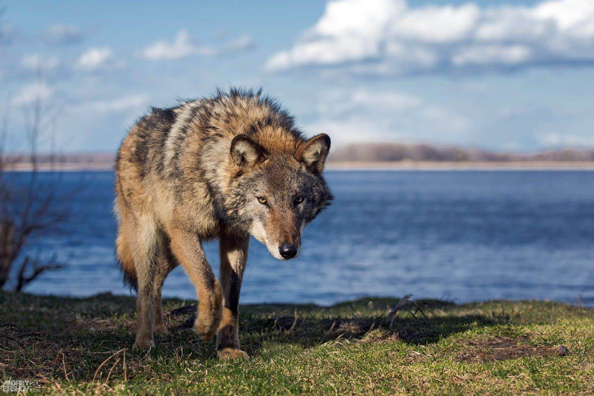 , Андрей Ершов