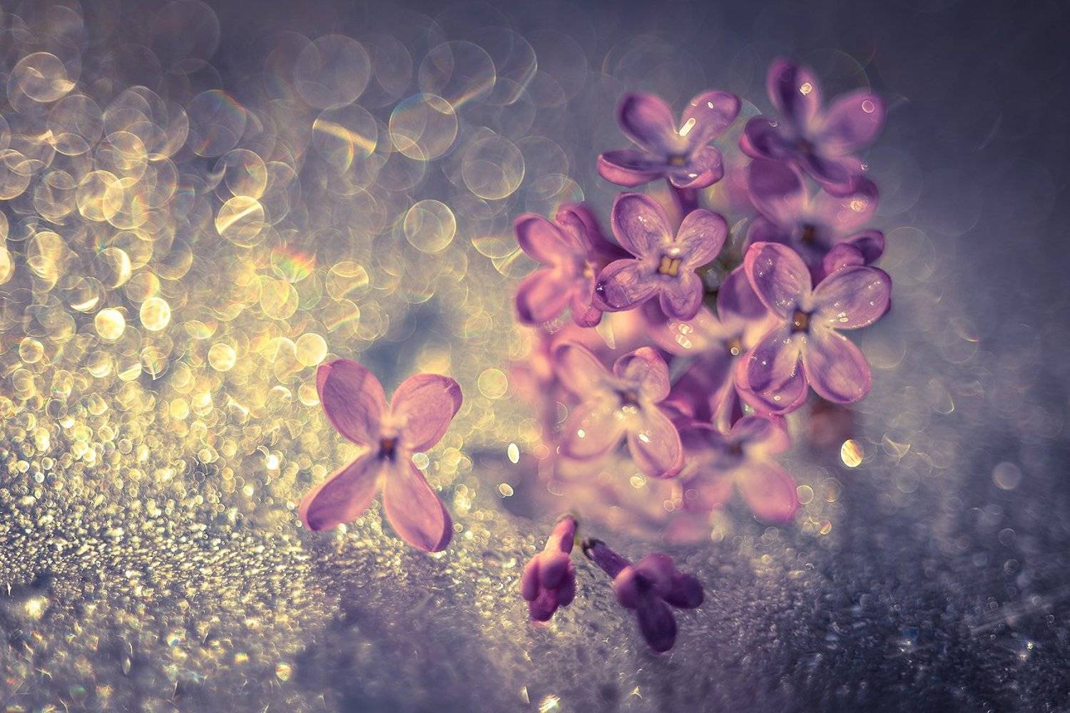 elderberry, bokeh, beautiful, jupiter, boke, macro, bez, dranikowski, reflect, Radoslaw Dranikowski