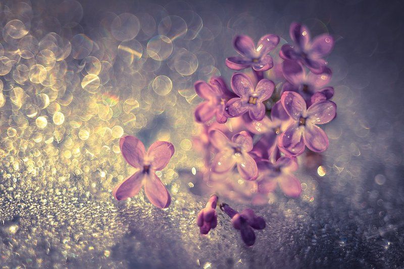 elderberry, bokeh, beautiful, jupiter, boke, macro, bez, dranikowski, reflect Elderberry фото превью