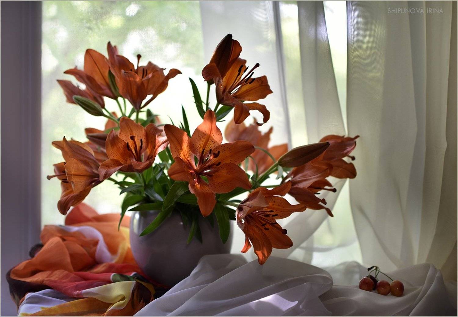 , Шипунова Ирина