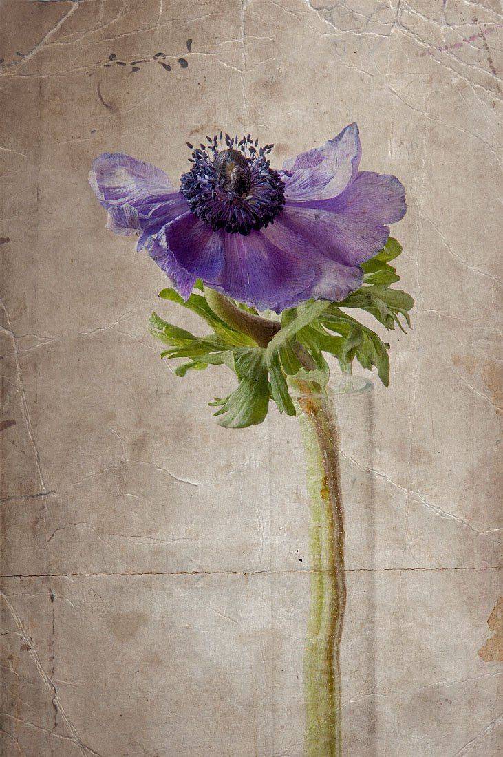 цветок, анемона, ваза, иллюстрация, ретро, Игорь Токарев