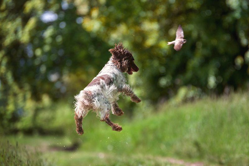 Русский охотничий спаниель, охота, лето, птица, стриж, в прыжке, летающая собака, радость, азарт Охота фото превью