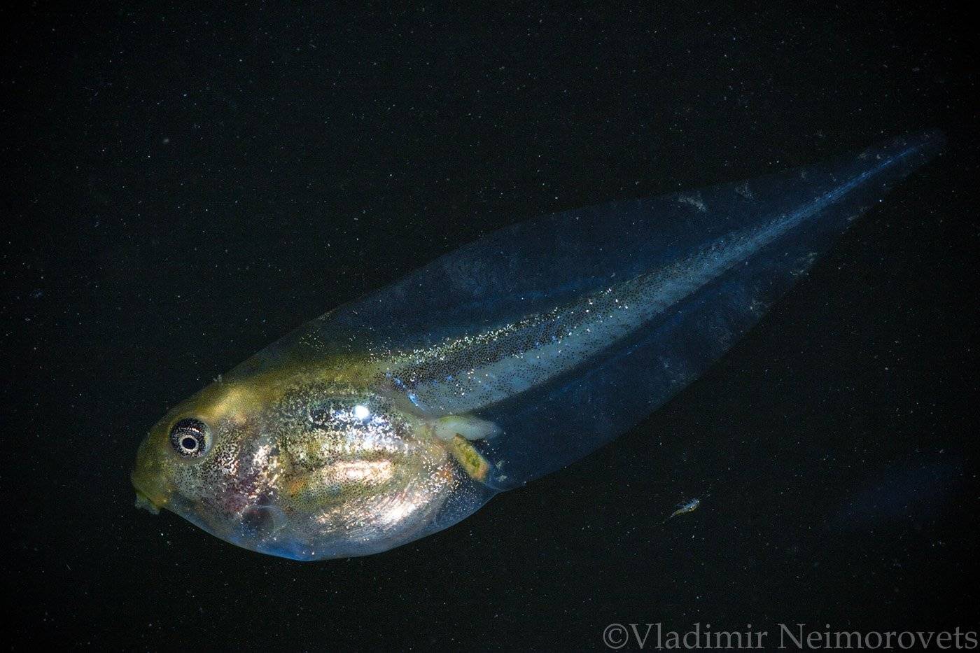 Hyla arborea schelkownikowi, Krasnodar Territory, North-Western Caucasus, tree frog, метаморфоз, tadpole, metamorphosis, Hyla arborea schelkownikowi, Северо-Западный Кавказ, Краснодарский край, головастик, квакша шелковникова,  Северо-Западный Кавказ, Кра, Владимир Нейморовец