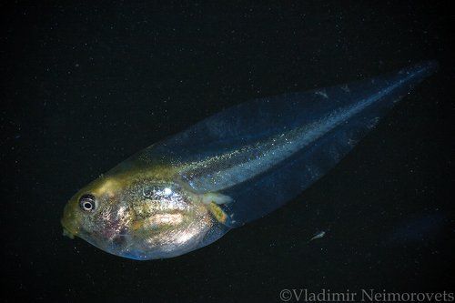 Головастик квакши Шелковникова / The tadpole of Hyla arborea schelkownikowi