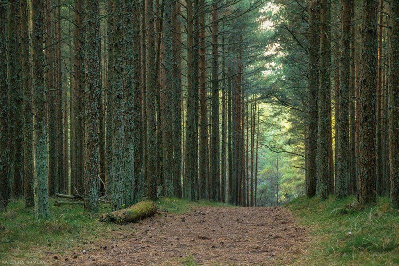 куршская коса, пейзаж, природа Лес цвета малахита фото превью