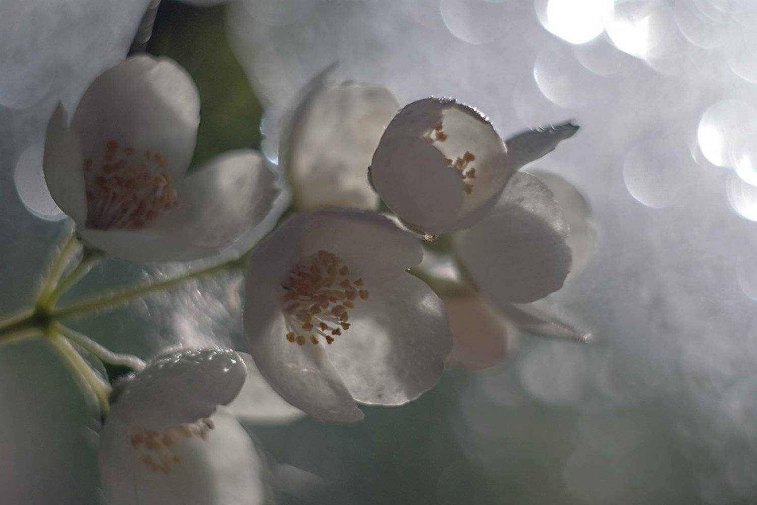 , Марина Соколова