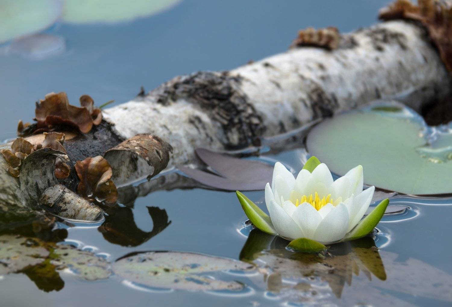 Кувшинка белая, Nymphaea alba, озеро, вода, берёза, ствол, кора, дерево, бревно, лето, Ксения Соварцева