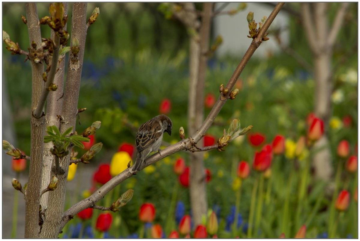 , Марина Никулина