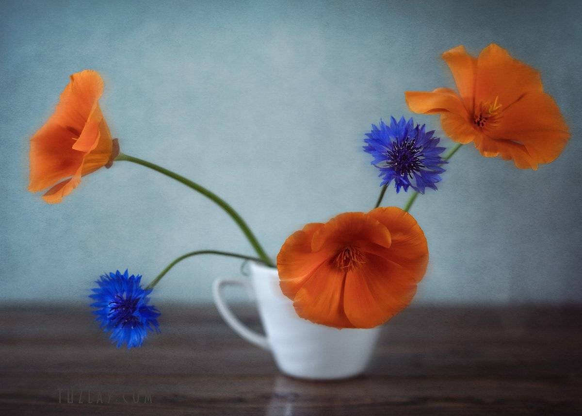васильки, эшшольция, калифорнийские маки, цветы в чашке, Владимир Тузлай