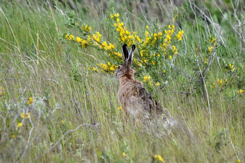 листопад Весна фото превью