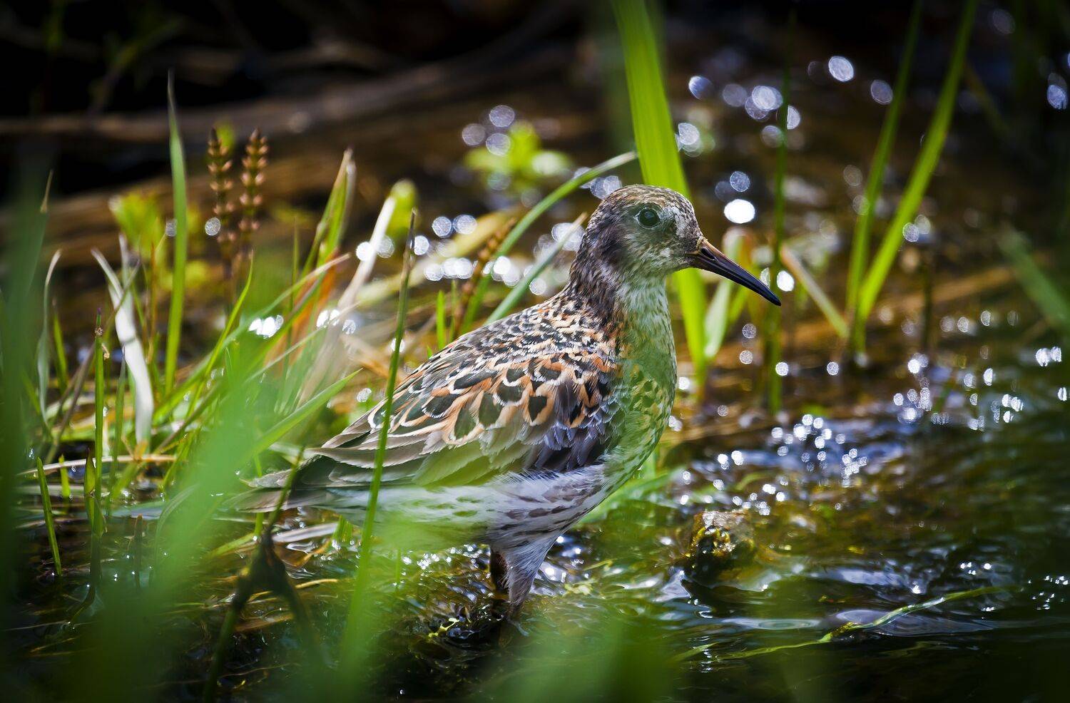 кулик, берингийский песочник, остров беринга, камчатка, Дмитрий Уткин