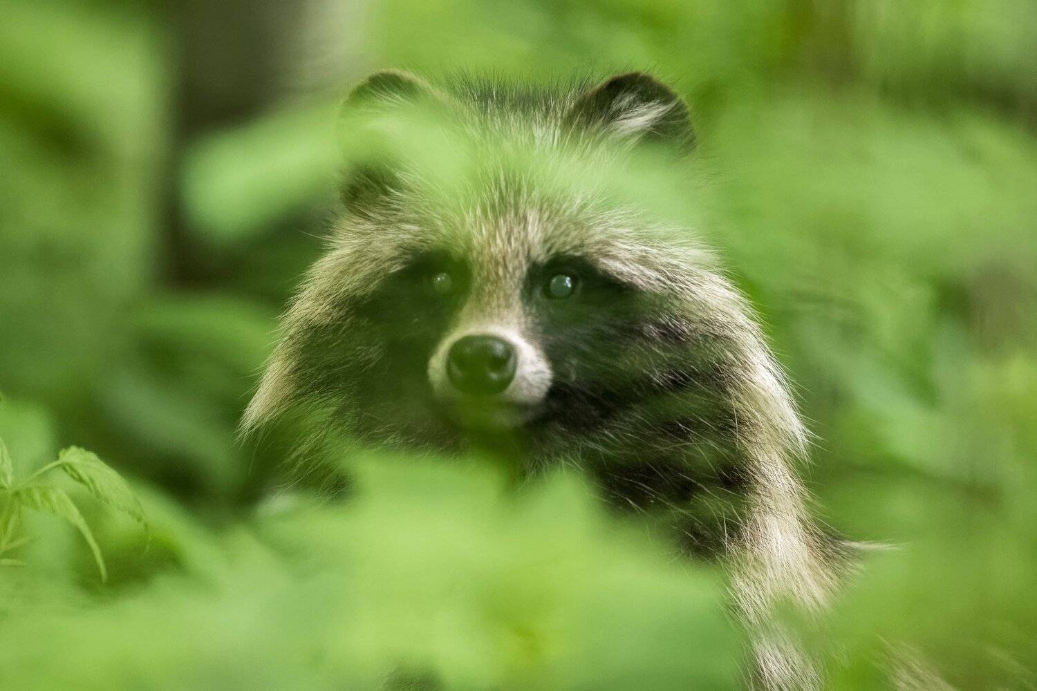 Jenotsuns ( Nyctereutes procyonoides) . Автор: Kreicbergs Maris , Kreicbergs Maris
