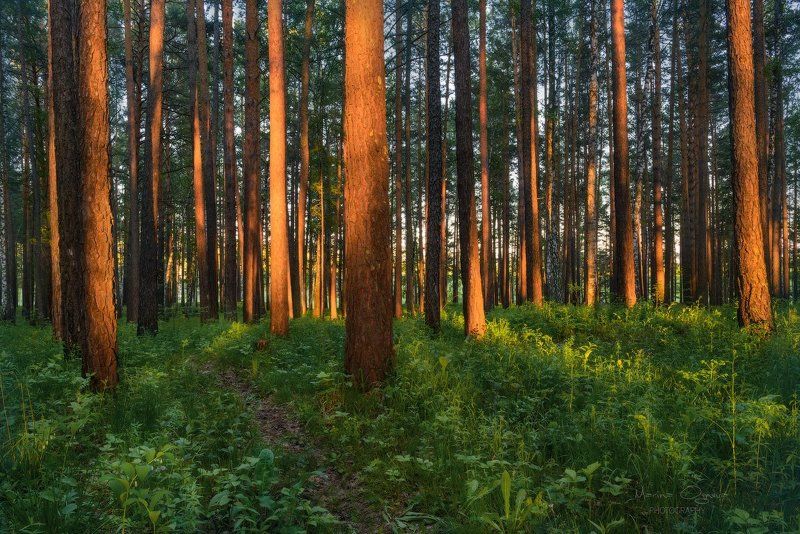 лес, сосны, закат, солнце, лето В лесу фото превью