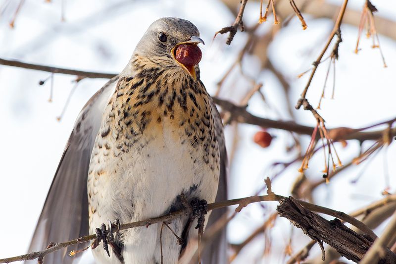Обжора фото превью