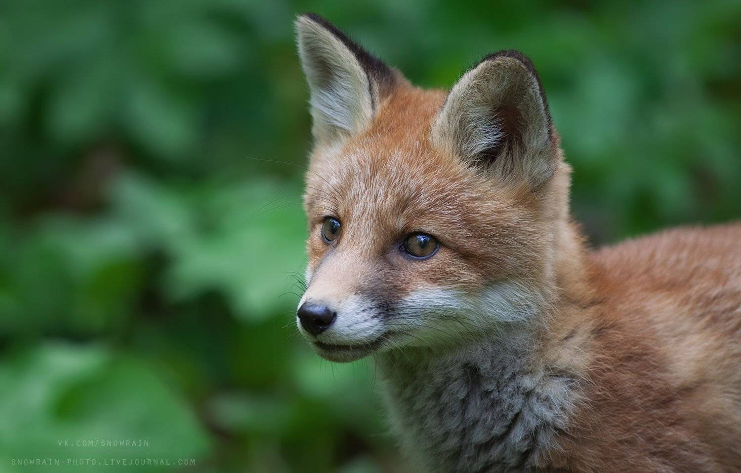 animals, fox, nature, wildlife, wildlife photography, анималистика, дикая природа, животные, лиса, лисята, природа, фотоохота, Snowrain