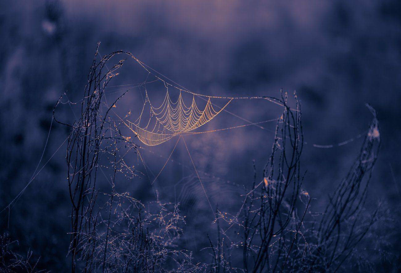 паутина, сумерки, рассвет, Галанзовская Оксана