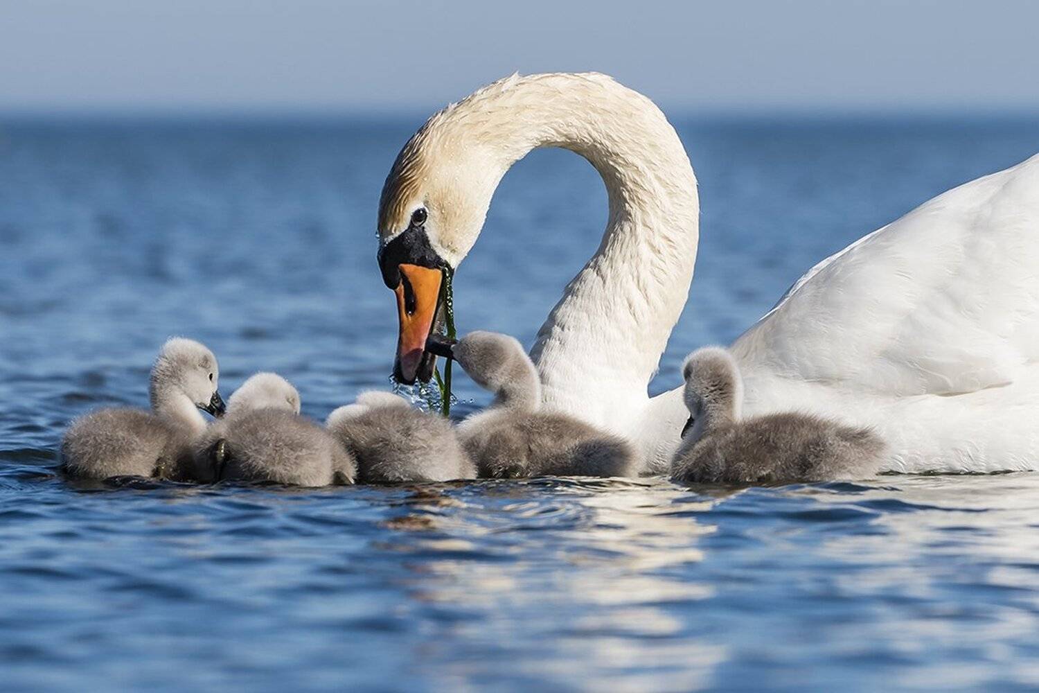 , Александр Абросимов