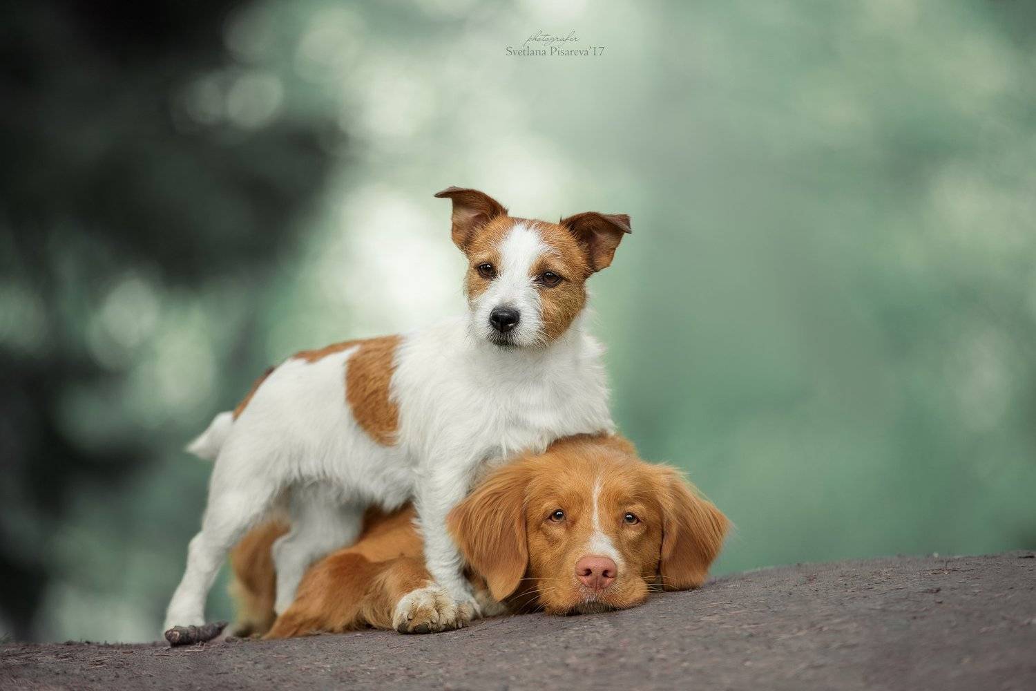 , Светлана Писарева