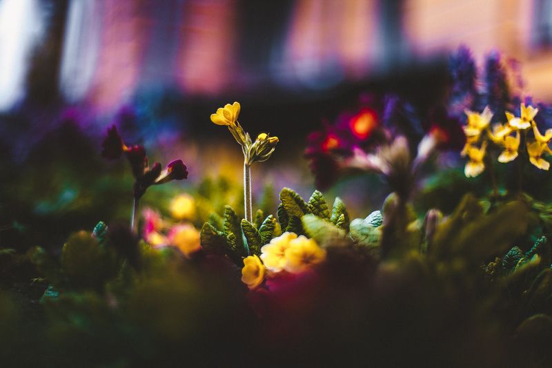 ботанический сад, макро, цветы, зелень, природа В ботаническом саду фото превью