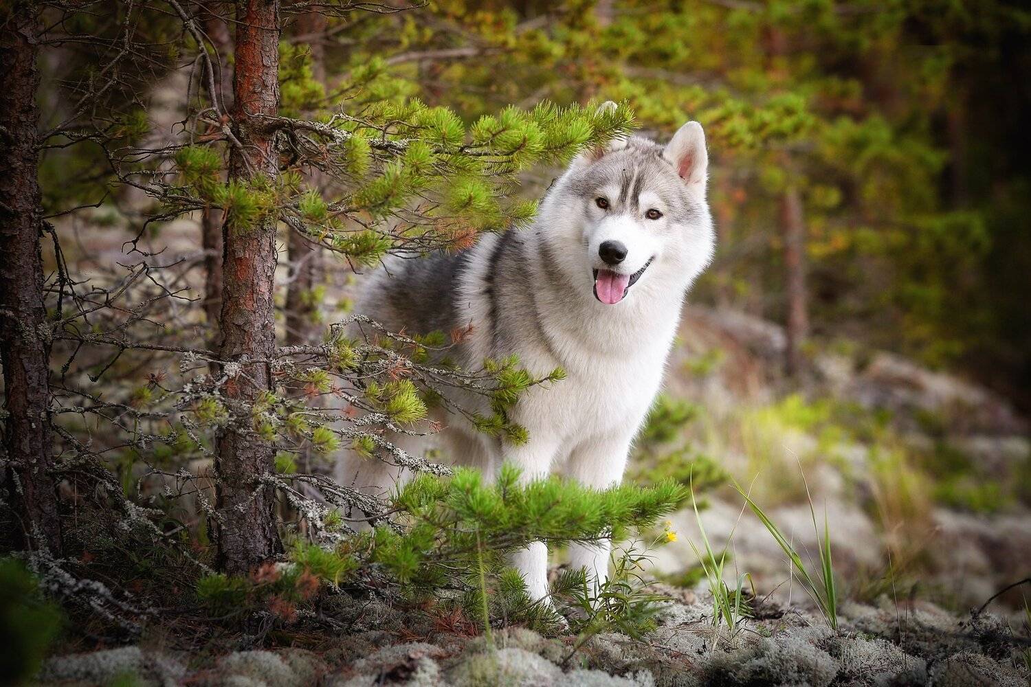 , Андрей Ершов