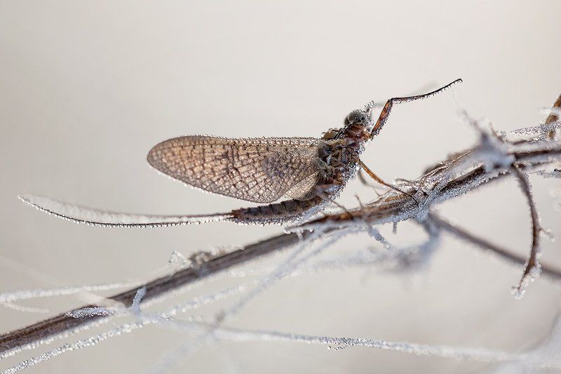 Застывший дирижер. фото превью