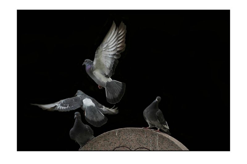 Untitled#** фото превью