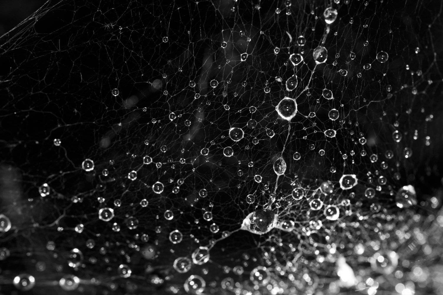 , Тамара Морозова