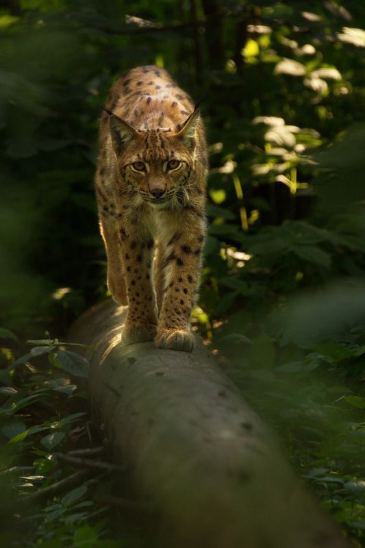 lynx, wood, forest, animal, predator Lynx lynx фото превью