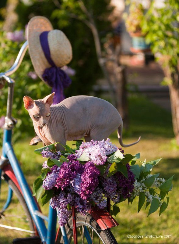 велосипед, сирень, весна, кошка, сфинкс, весна, лето, дача, июнь, натюркотики Велосипедистка фото превью