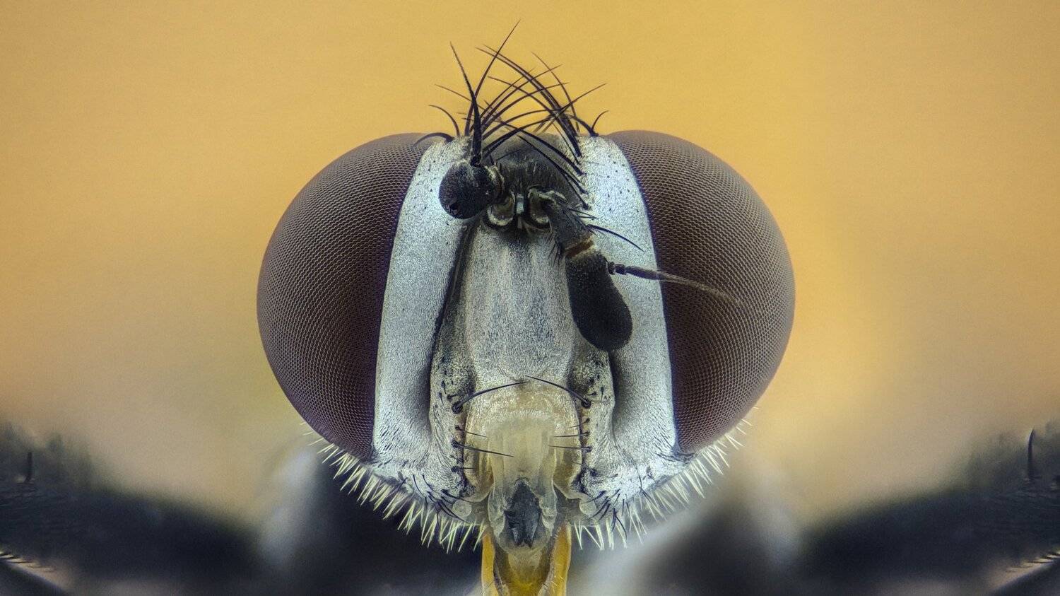 ceclii,macro,lgg4, extrememacro,  макро, Tsvetan Ganev