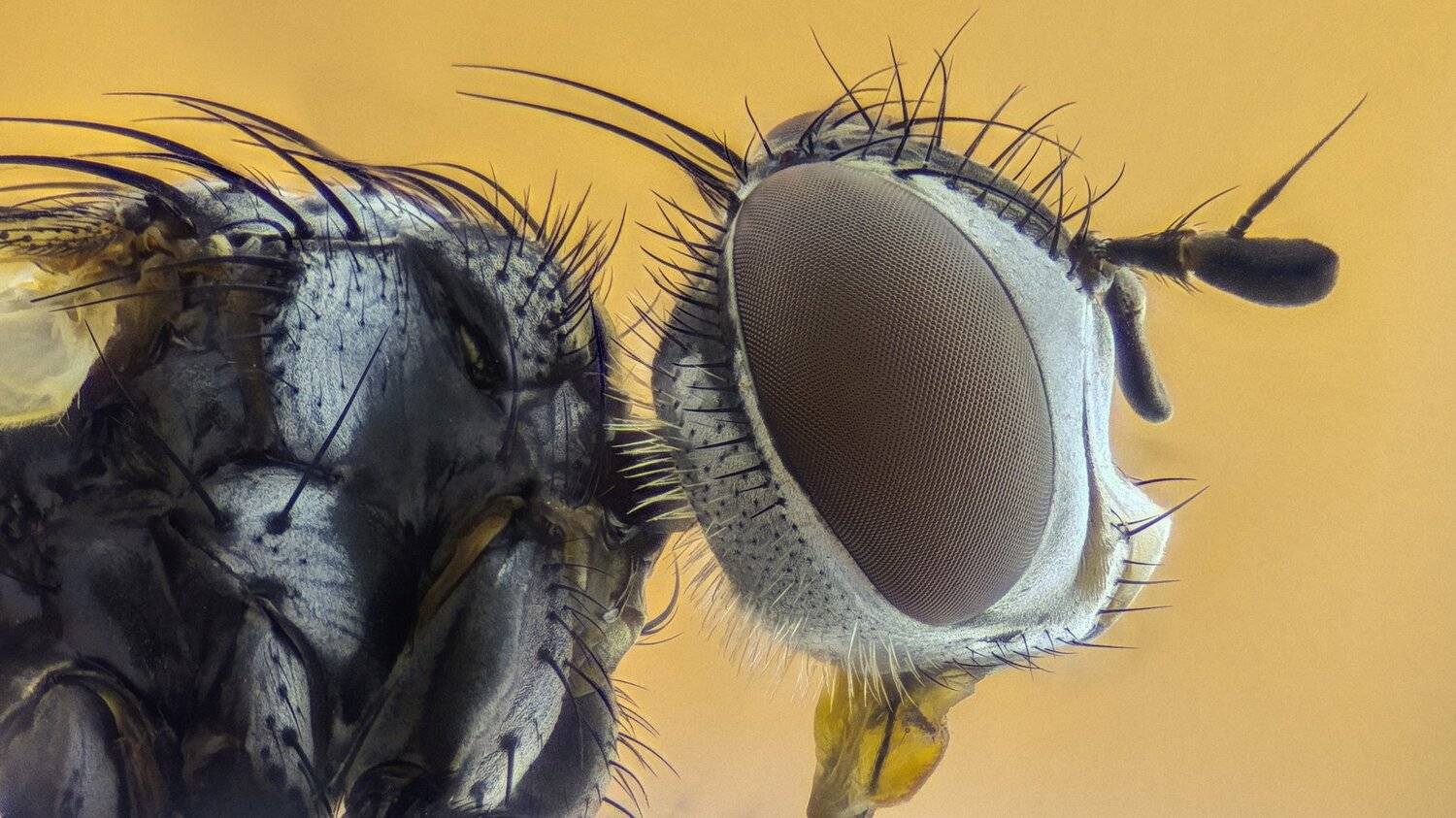 ceclii,macro,lgg4, extrememacro,  макро, Tsvetan Ganev