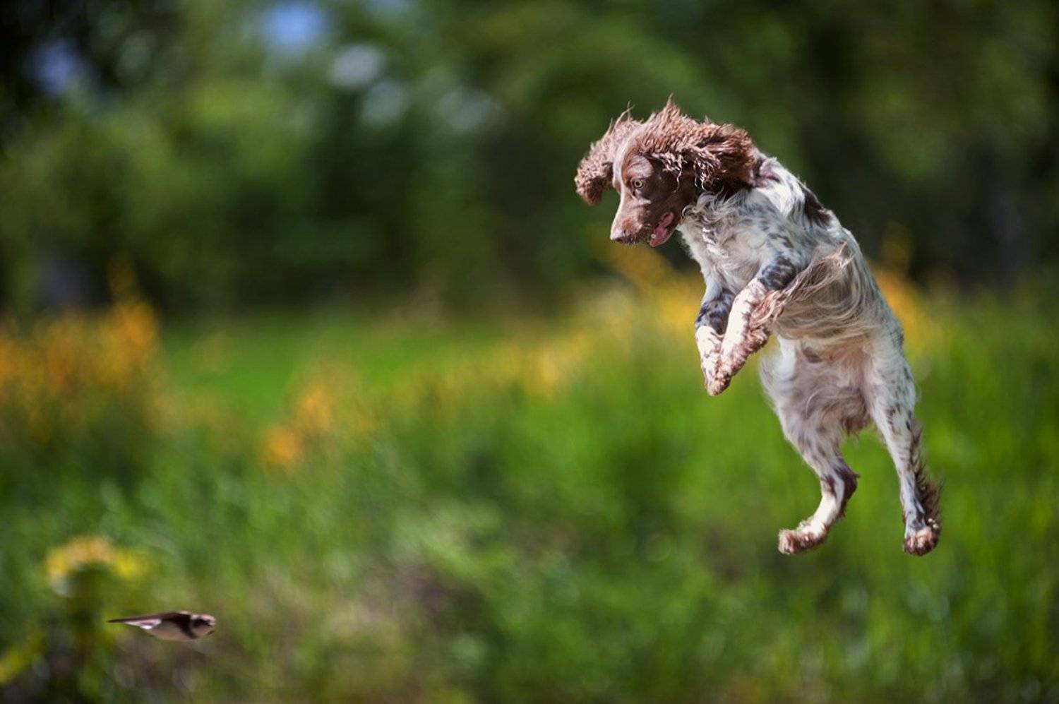 Русский охотничий спаниель, охота, лето, птица, стриж, в прыжке, летающая собака, радость, азарт, Олеся Курсанова
