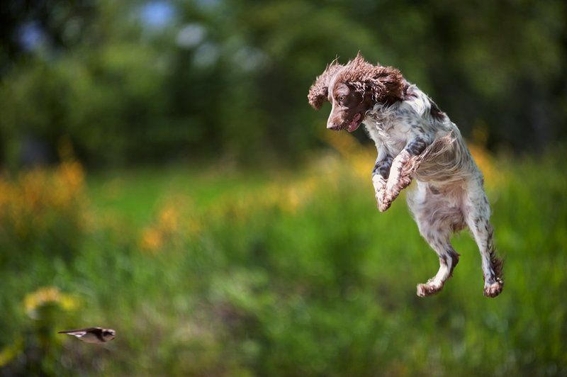 Русский охотничий спаниель, охота, лето, птица, стриж, в прыжке, летающая собака, радость, азарт Русский спаниель на охоте фото превью