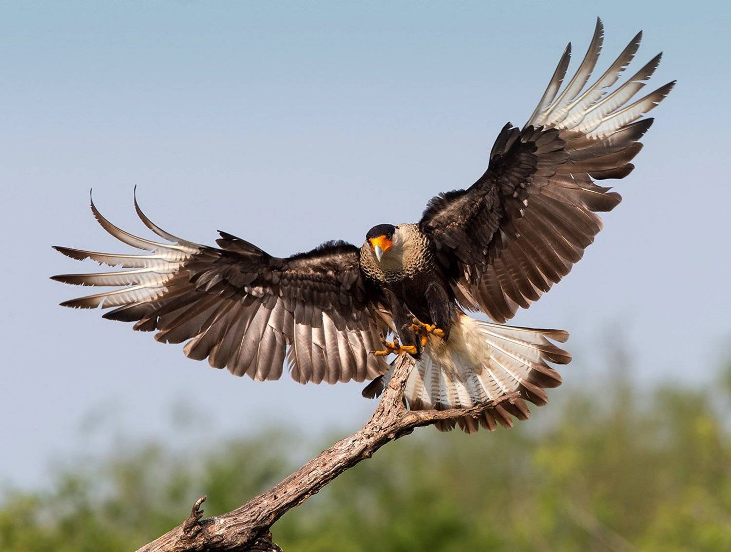 быкновенная каракара, crested caracara, caracara, tx, texas, Elizabeth Etkind