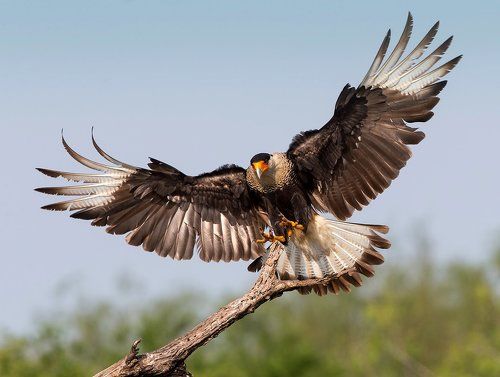 Обыкновенная каракара - Crested Caracara