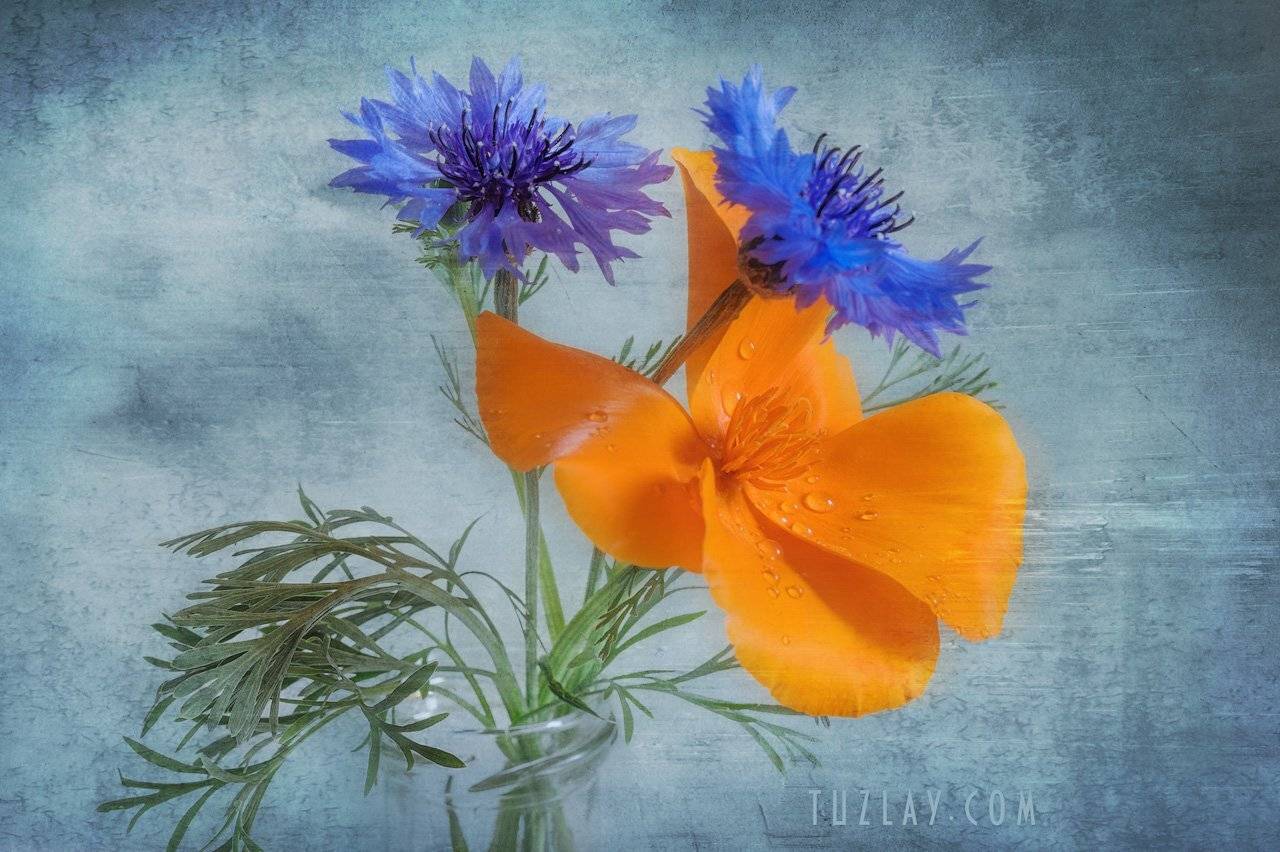 васильки, эшшольция, калифорнийские маки, цветы в бутылке, Владимир Тузлай