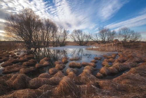 Весенние кочки