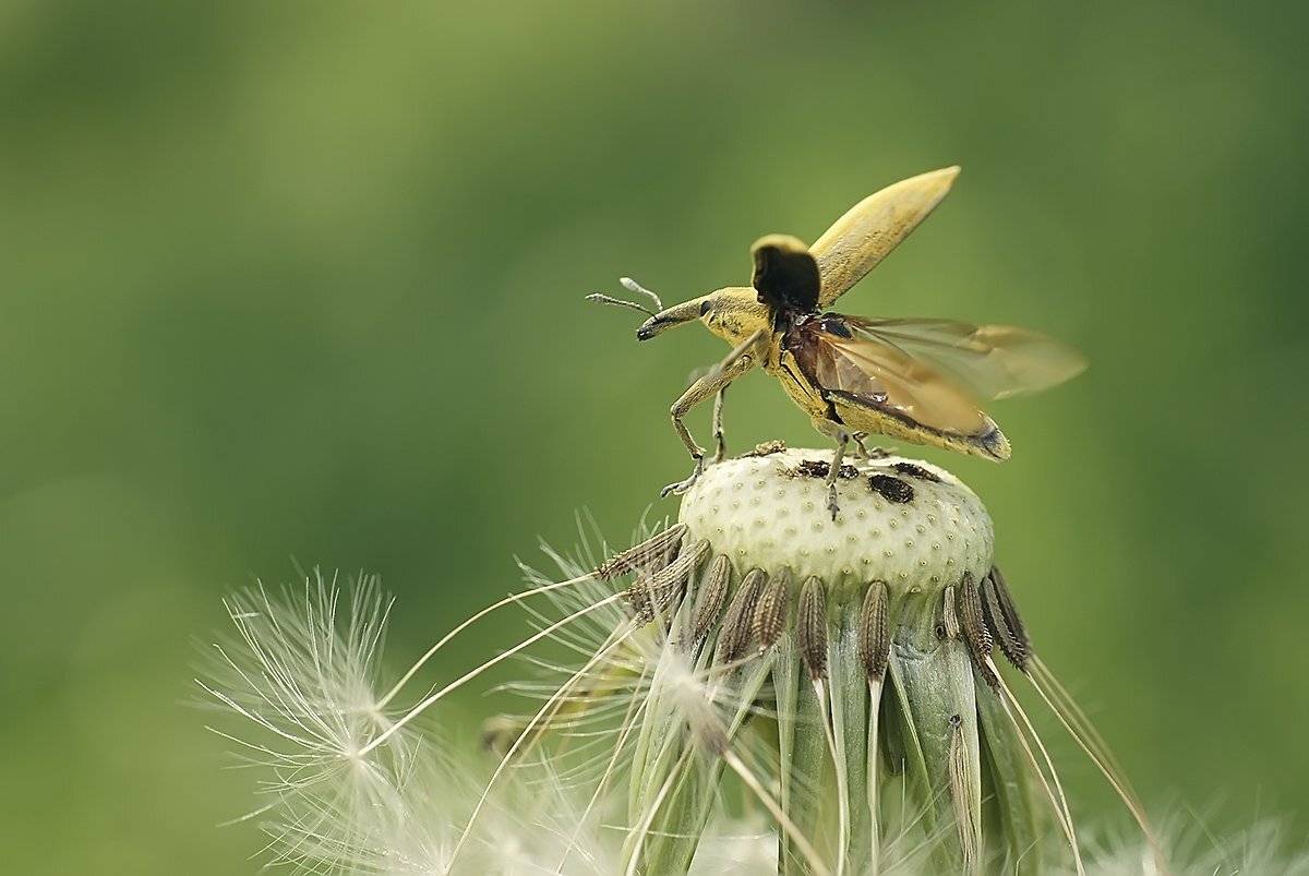 долгоносик, Гарик Соколов