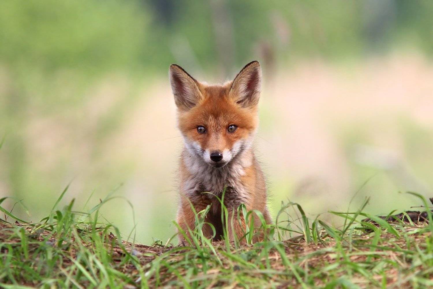 , Михаил Крюков