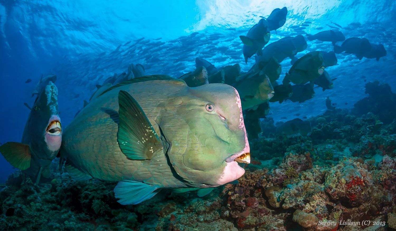 сипадан, попугаи, подводное фото., Sergey Lisitsyn
