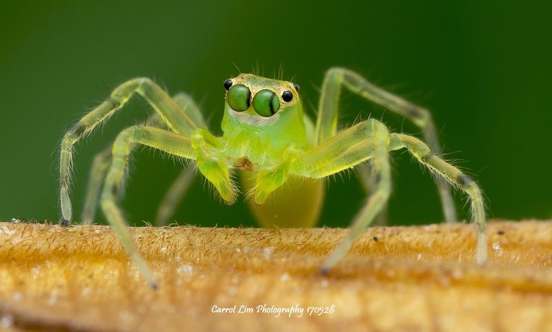 Spider 170608 фото превью