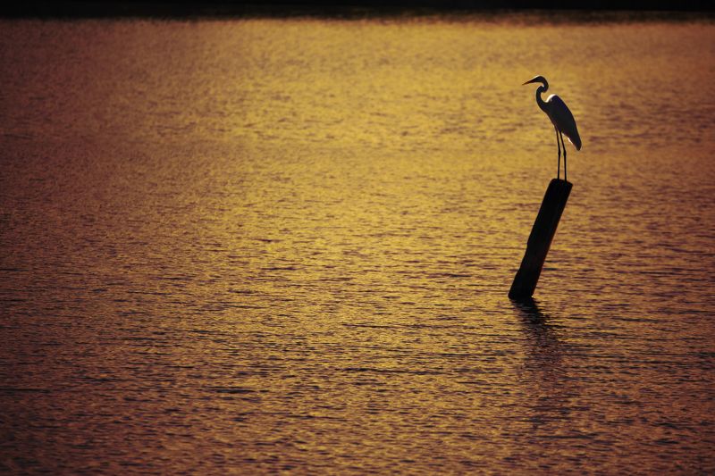 Мутабор фото превью