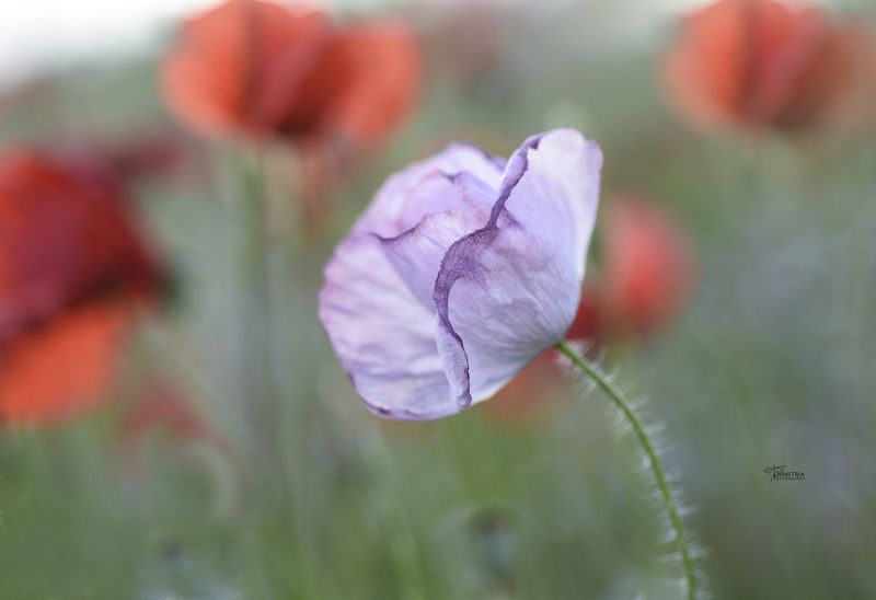 Маковое настроение фото превью