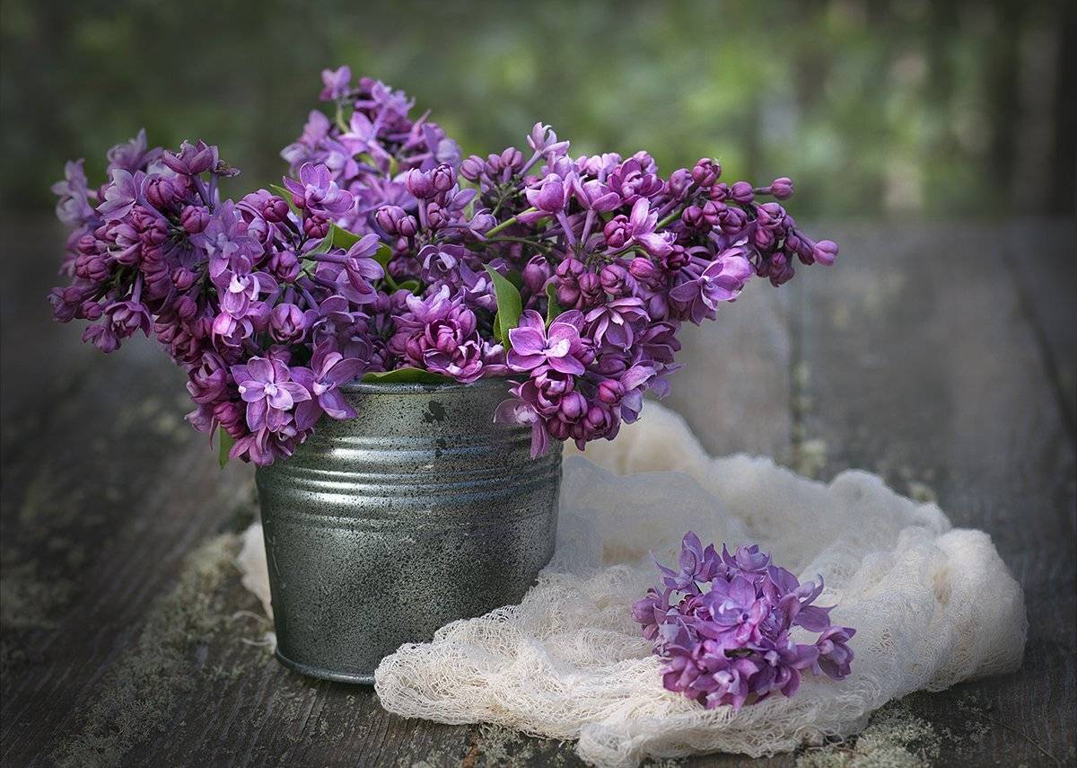 сирень, цветущая сирень, ветки сирени, цветы, ведерко, деревянный стол, сад, вид в сад, натюрморт, натюрморт с цветами, Наталья Бочкарева