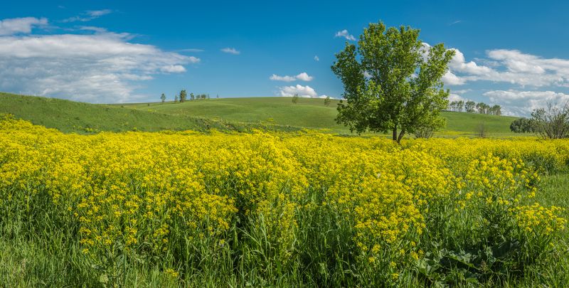 The bloom фото превью