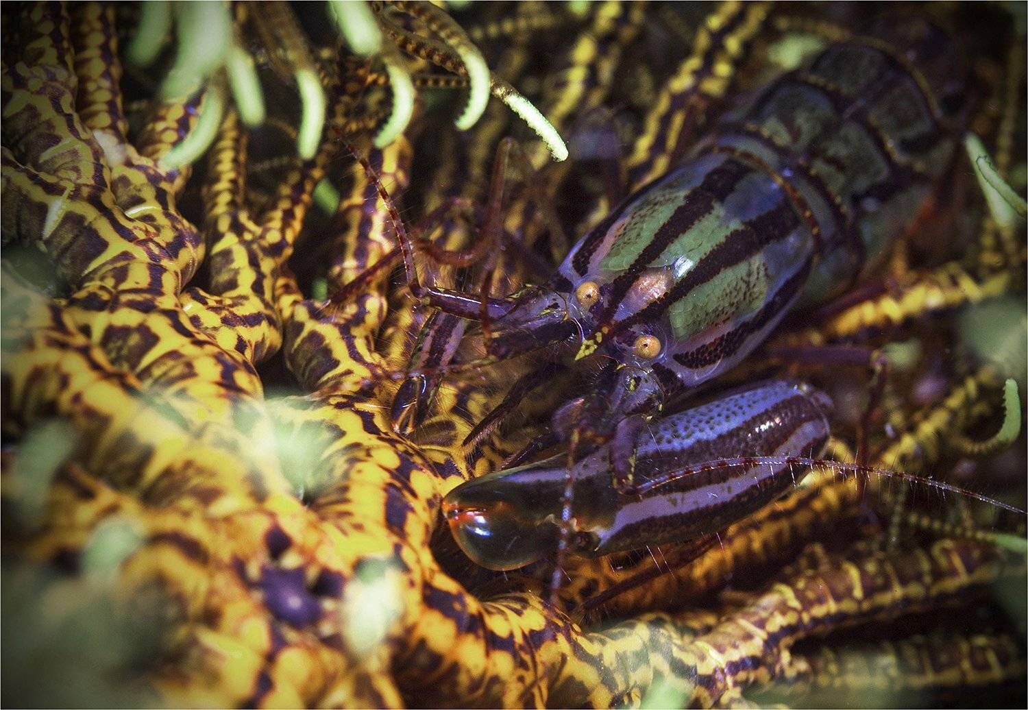 креветка, морская лилия, филиппины, Сергей Гаспарян