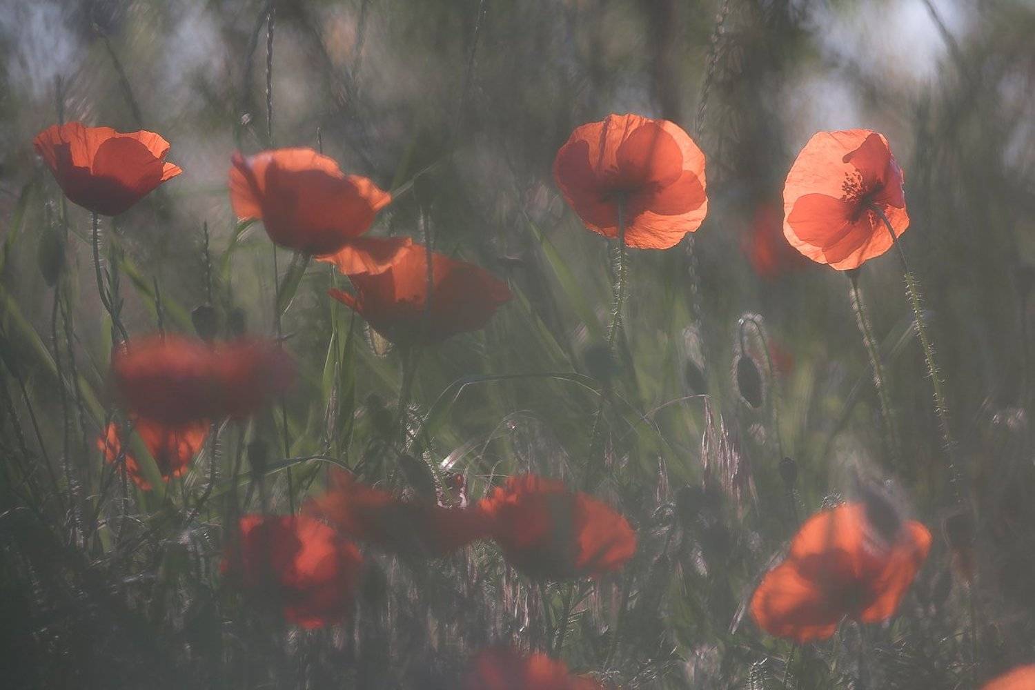 poppies, summer, Gabriel Prescornita