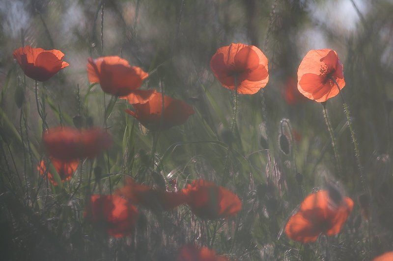 poppies, summer Beginning of summer фото превью